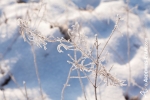 Ardennen - Winter - Sneeuw (15).jpg