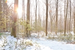 Ardennen - Winter - Sneeuw (8).jpg