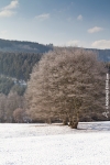 Ardennen - Winter - Sneeuw (27).jpg